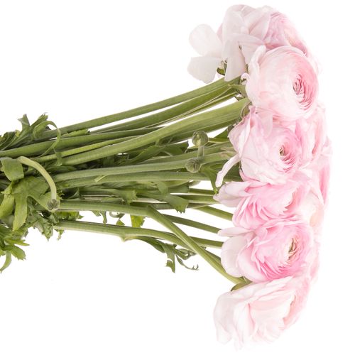 Ranunkel rosa Cloni Rosalino Lady 40cm