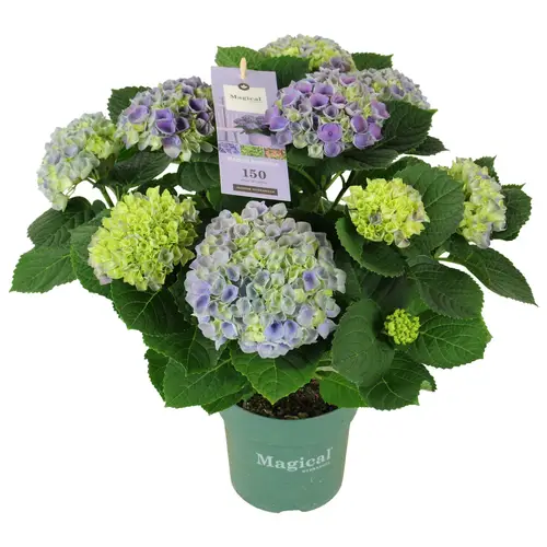 Hortensie lila/blau Magical Evolution 9+Blüte T14 H040