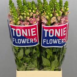 Löwenmaul rosa Spanien 70cm