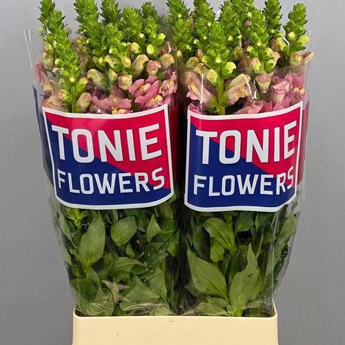 Löwenmaul rosa Spanien 70cm