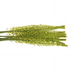 Eremurus gelb NL 80cm