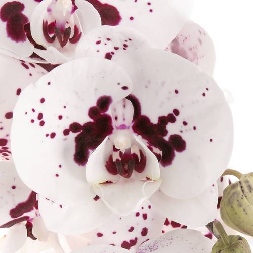 Phalaenopsis weiss/fuchsia 80cm 10 Bis 14 Blüte