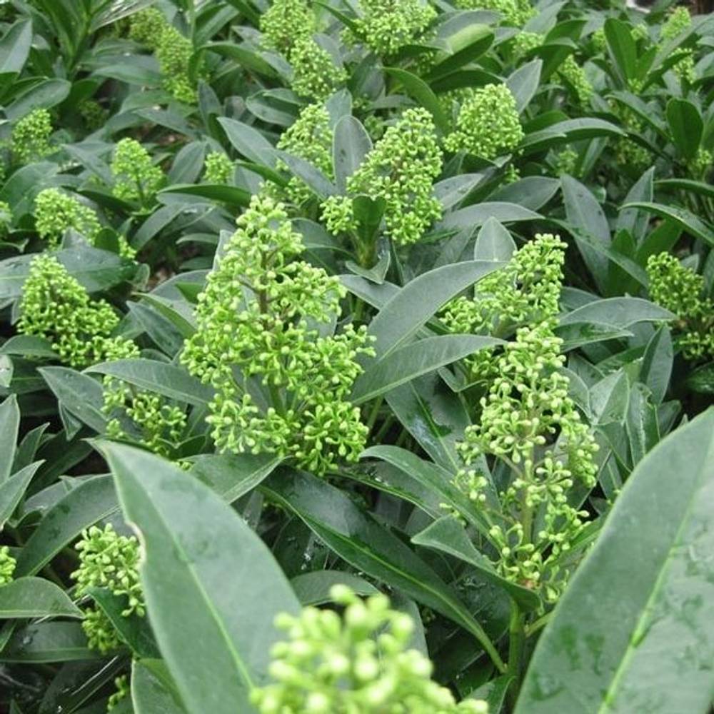 Skimmia Confusa Kew Green T17 H025