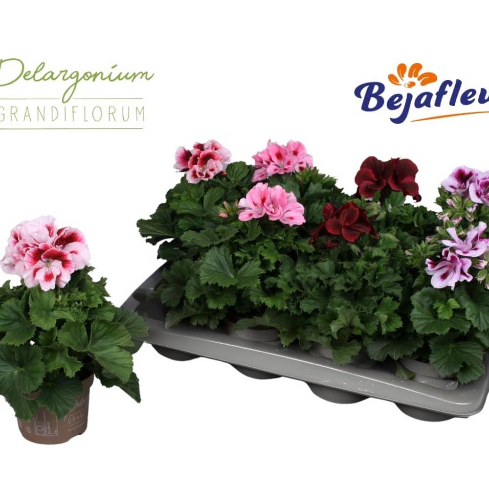 Pelargonium Grand. mix T12 H025