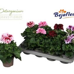 Pelargonium Grand. mix T12 H025