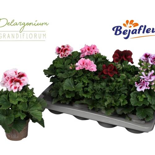 Pelargonium Grand. mix T12 H025