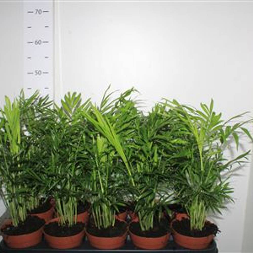 Chamaedorea Schnäpch. Von Uhr T12 H040