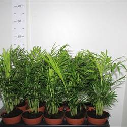 Chamaedorea Schnäpch. Von Uhr T12 H040