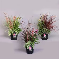 Triple Beauty    T26 H90