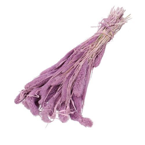 Trocken Setaria lila L75cm