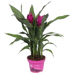 Curcuma lila Sublime T12 H045