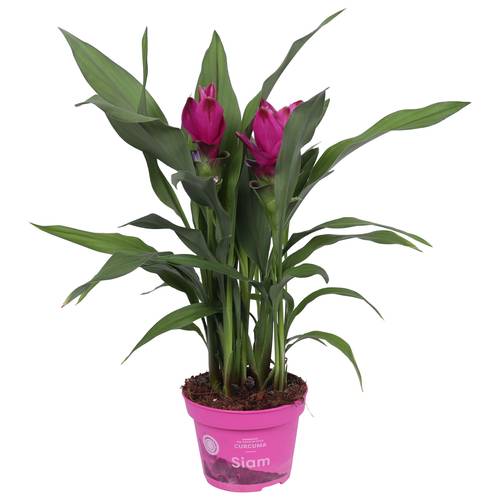 Curcuma lila Sublime T12 H045