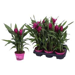 Curcuma lila Sublime T12 H045