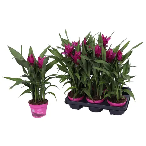 Curcuma lila Sublime T12 H045