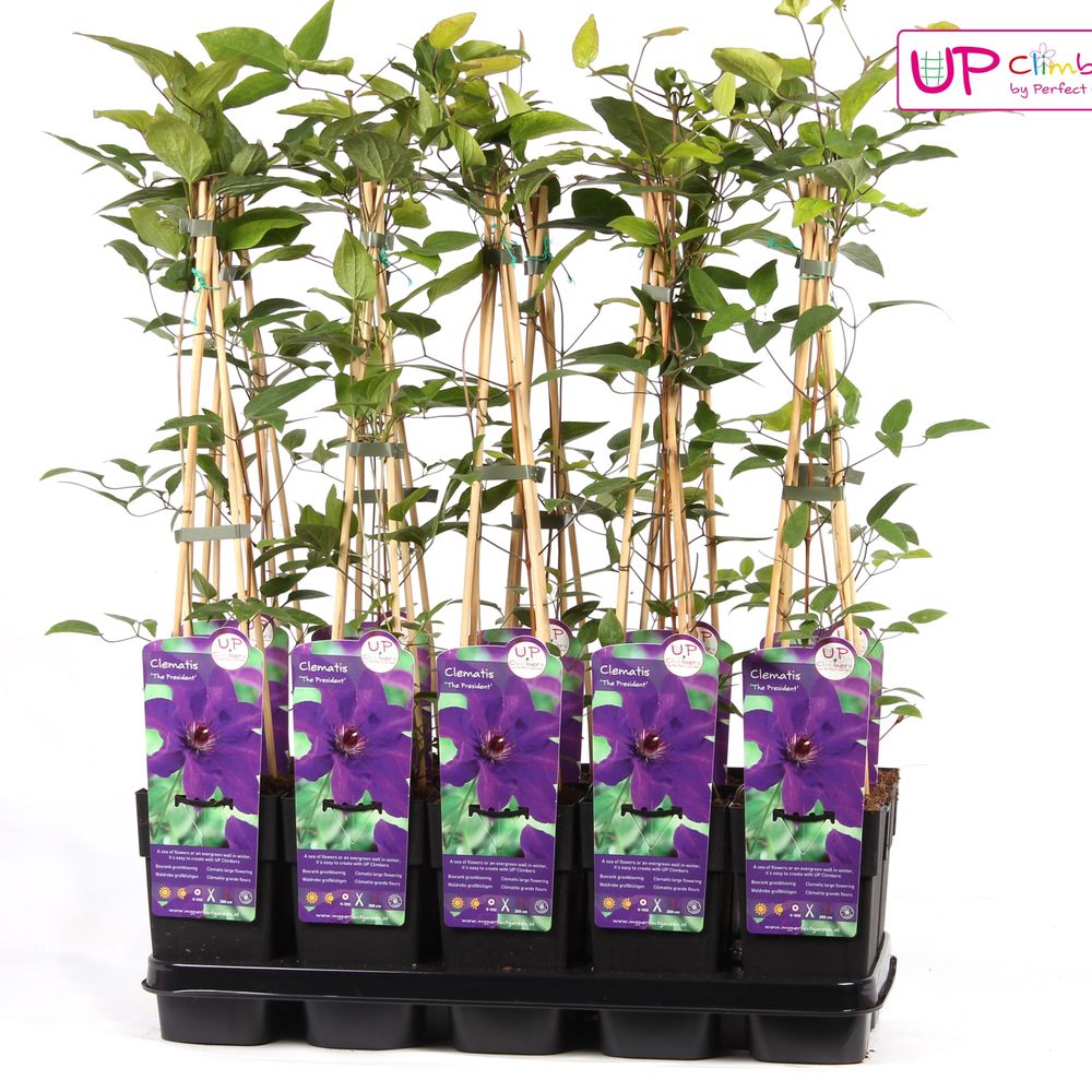 Clematis President lila T15 H65