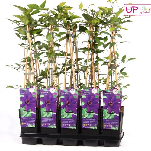 Clematis President lila T15 H65