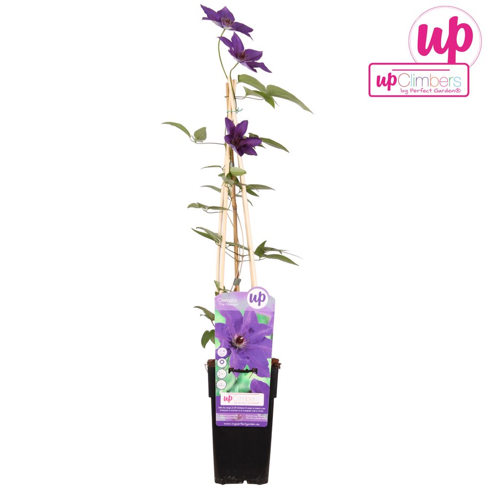 Clematis President lila T15 H65