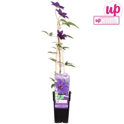 Clematis President lila T15 H65