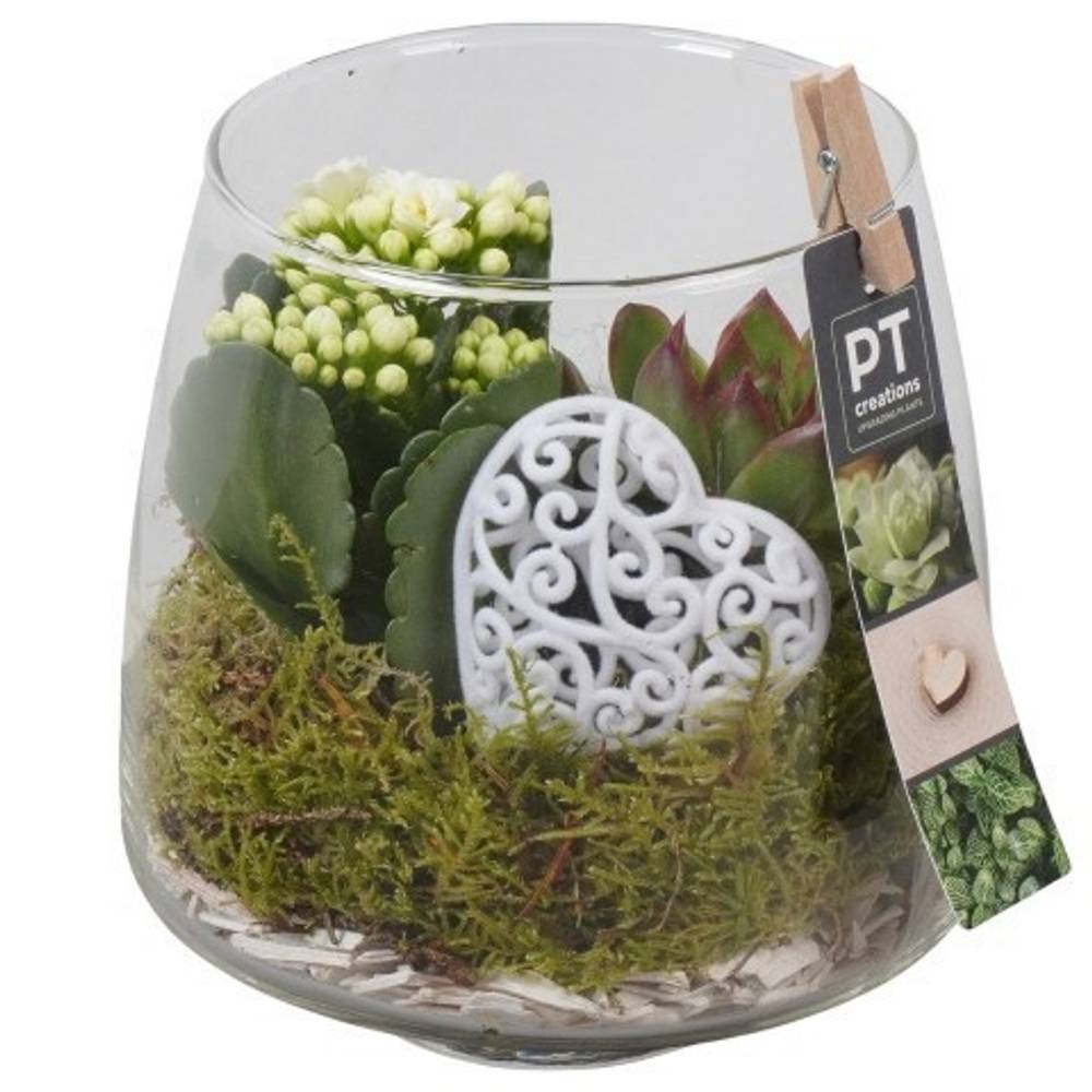 Kal.Arr PTVMG4944 T14 H020