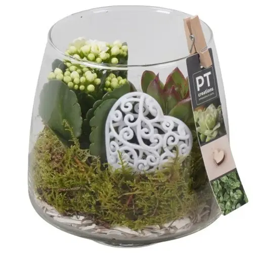 Kal.Arr PTVMG4944 T14 H020