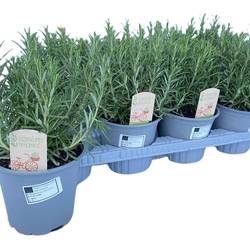 Rosmarinus off T14 H030