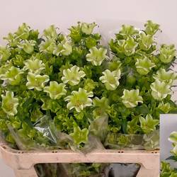 Campanula hell grün Evergreens white 75cm