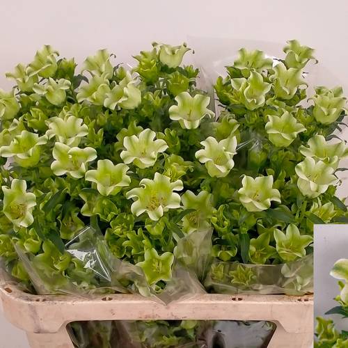 Campanula hell grün Evergreens white 75cm