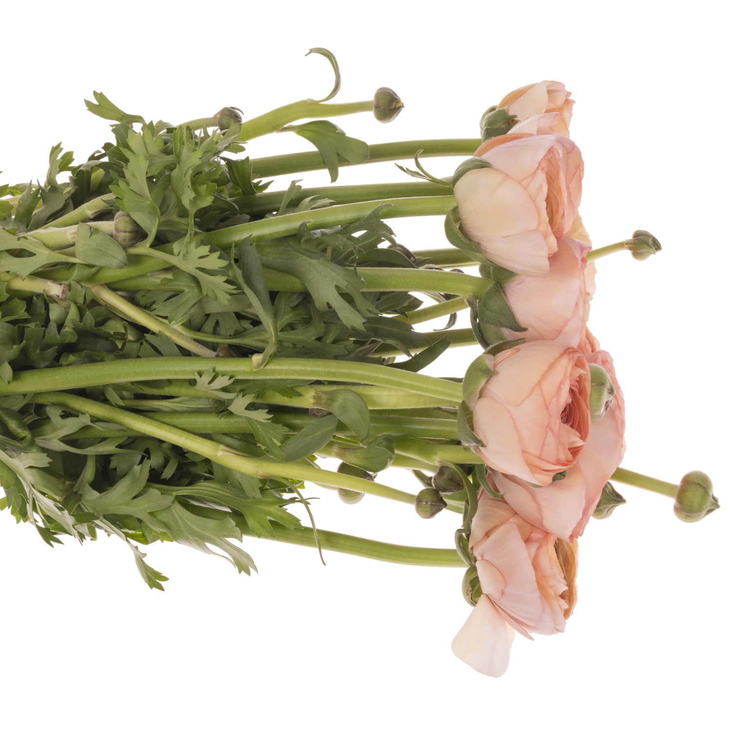 Ranunkel apricot Cloni Nuance 40cm