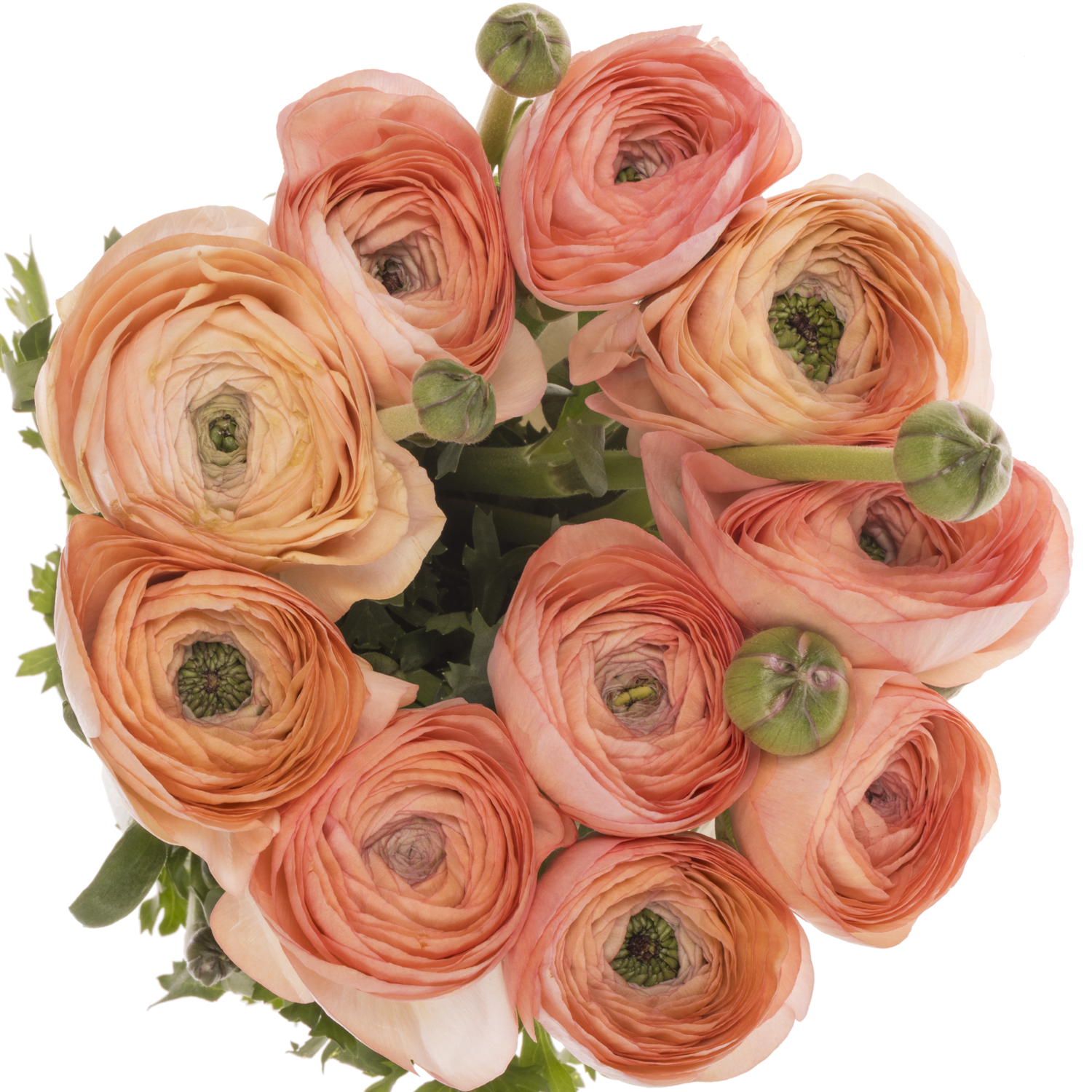 Ranunkel apricot Cloni Nuance 40cm