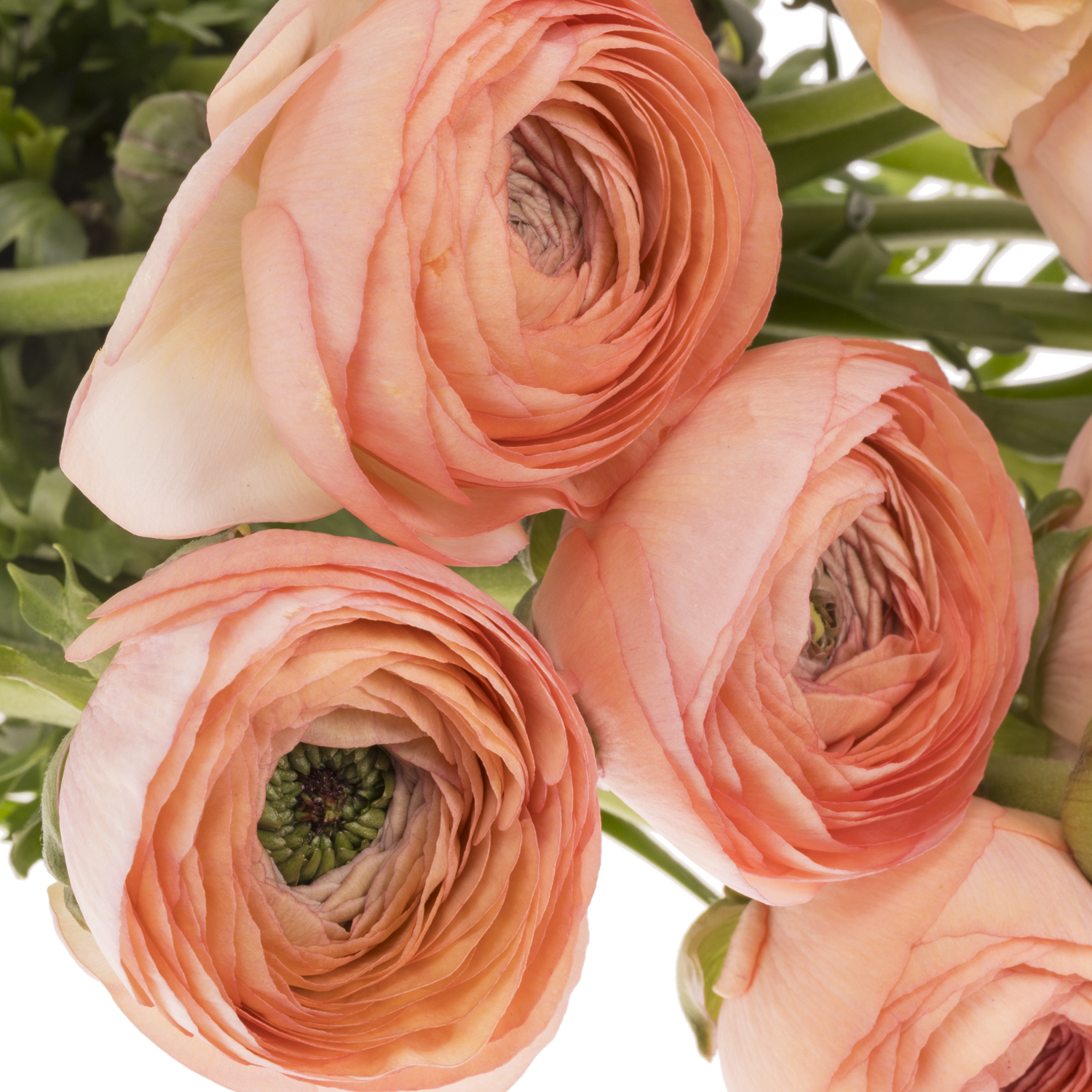 Ranunkel apricot Cloni Nuance 40cm