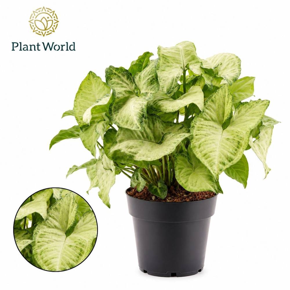 Syngonium White Butterfly T14 H030