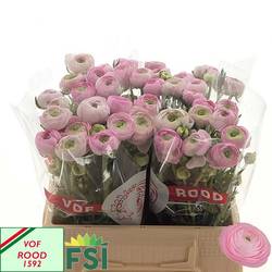 Ranunkel rosa Hell Elegance Pink 40cm 35Gram