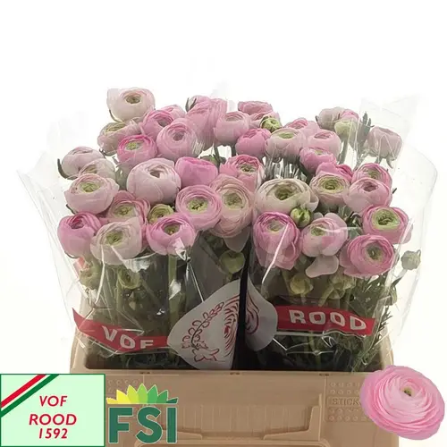 Ranunkel rosa Hell Elegance Pink 40cm 35Gram