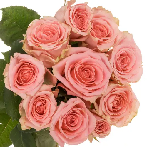 Rose rosa Sophia Loren 50cm