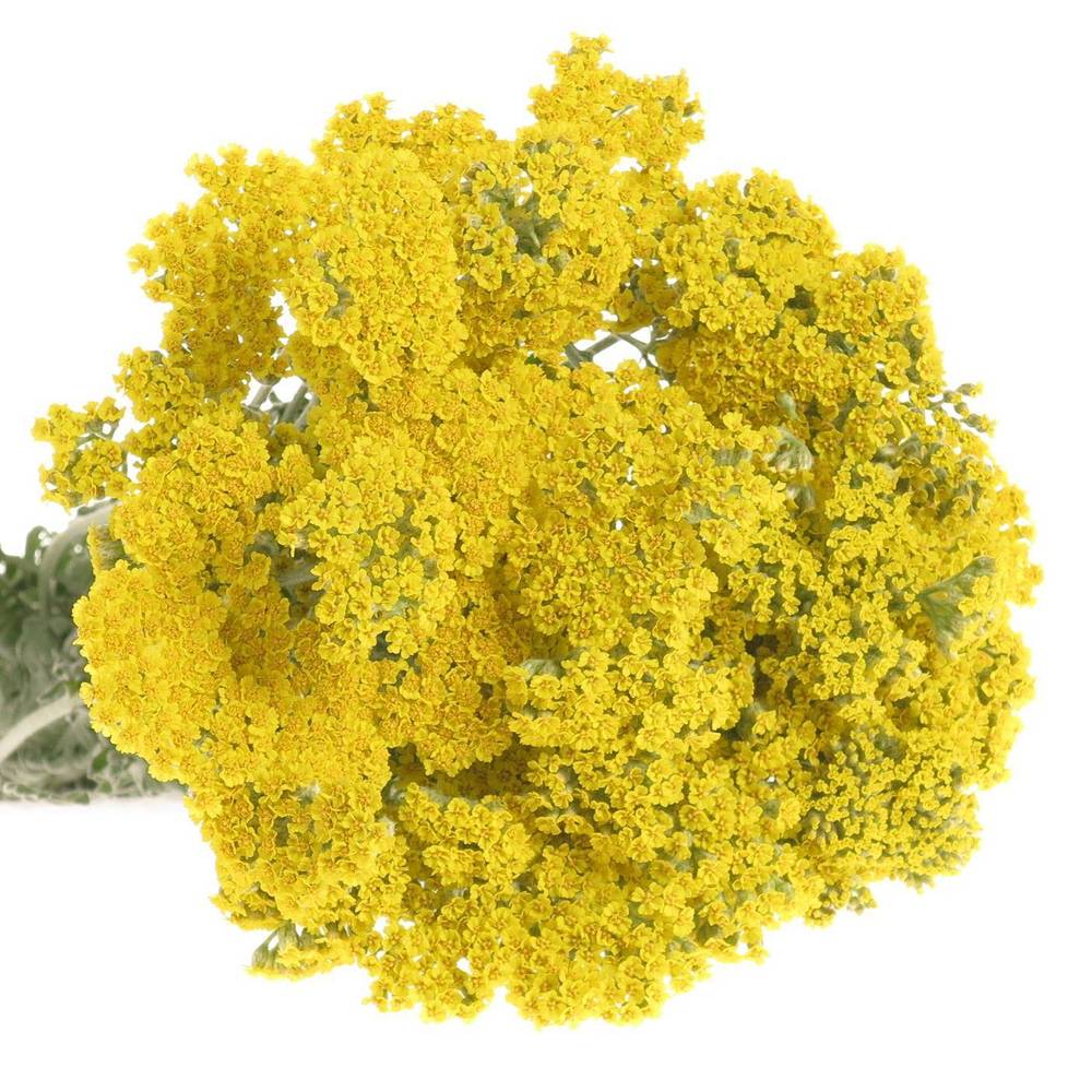 Achillea gelb Moonshine 65cm