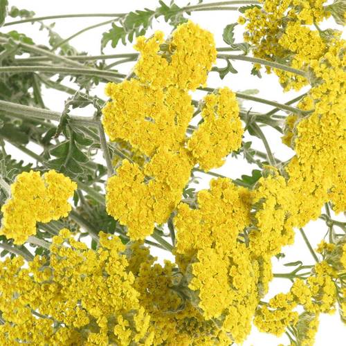 Achillea gelb Moonshine 65cm