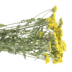 Achillea gelb Moonshine 65cm