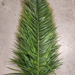 Palmwedel grün 120cm