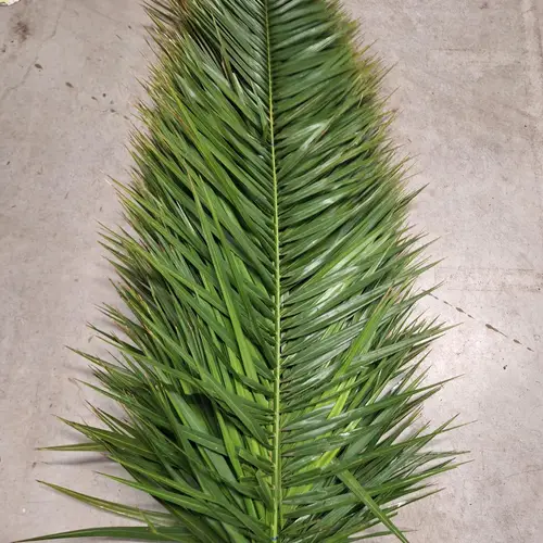Palmwedel grün 120cm