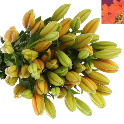 Lilie asiatisch orange Cantello 5+Blüte 80cm