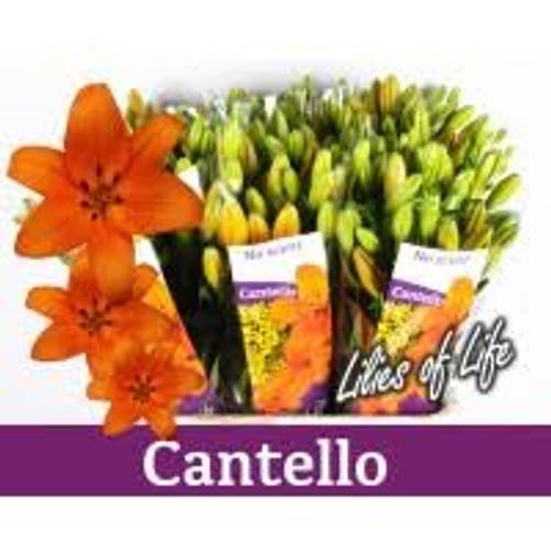 Lilie asiatisch orange Cantello 5+Blüte 80cm