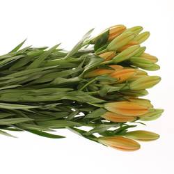 Lilie asiatisch orange Cantello 5+Blüte 80cm