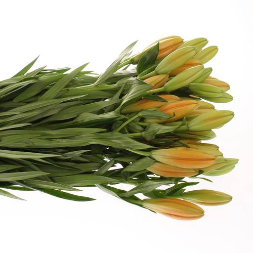 Lilie asiatisch orange Cantello 5+Blüte 80cm