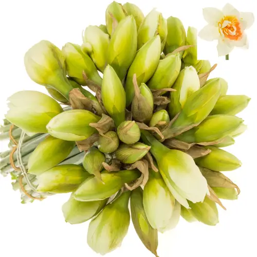 Narzisse creme/orange Sweet 45cm