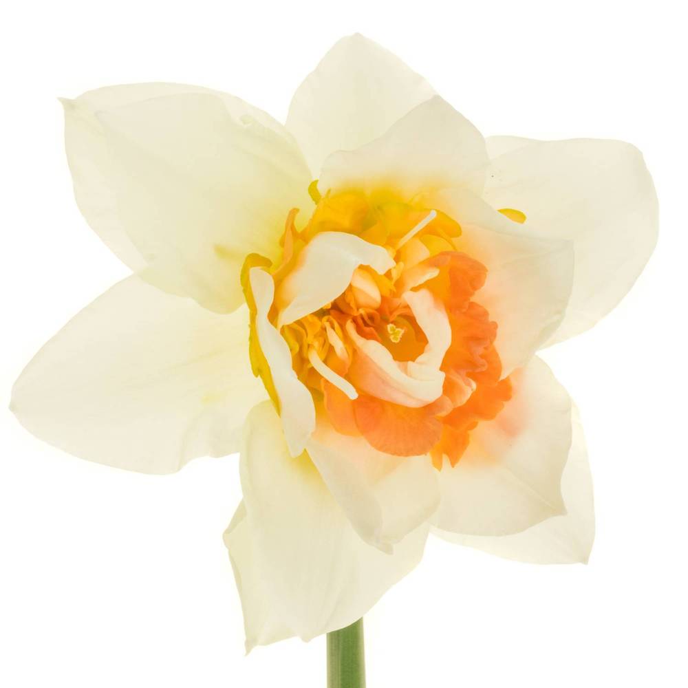 Narzisse creme/orange Sweet 45cm