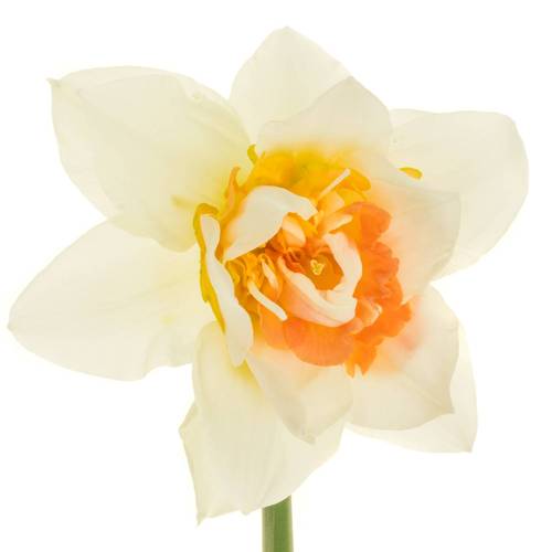 Narzisse creme/orange Sweet 45cm