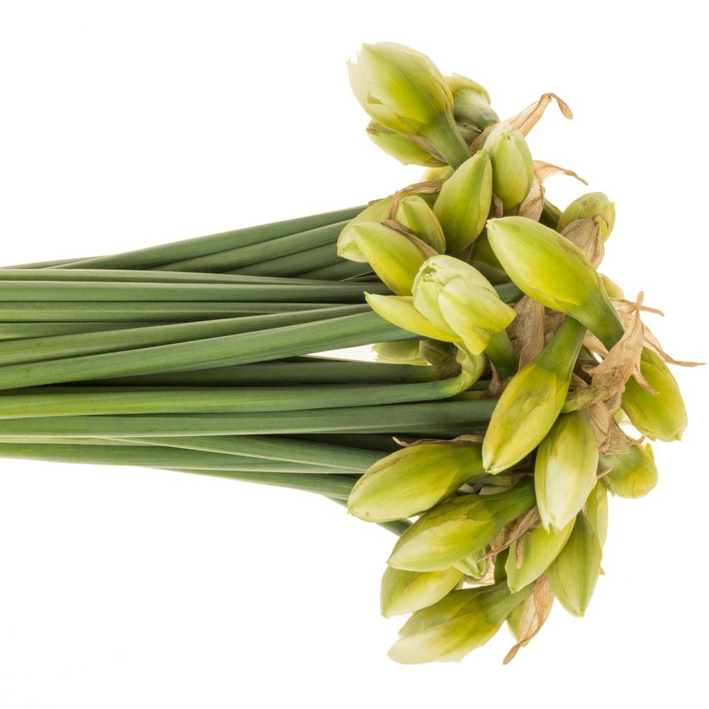 Narzisse creme/orange Sweet 45cm