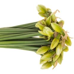 Narzisse creme/orange Sweet 45cm