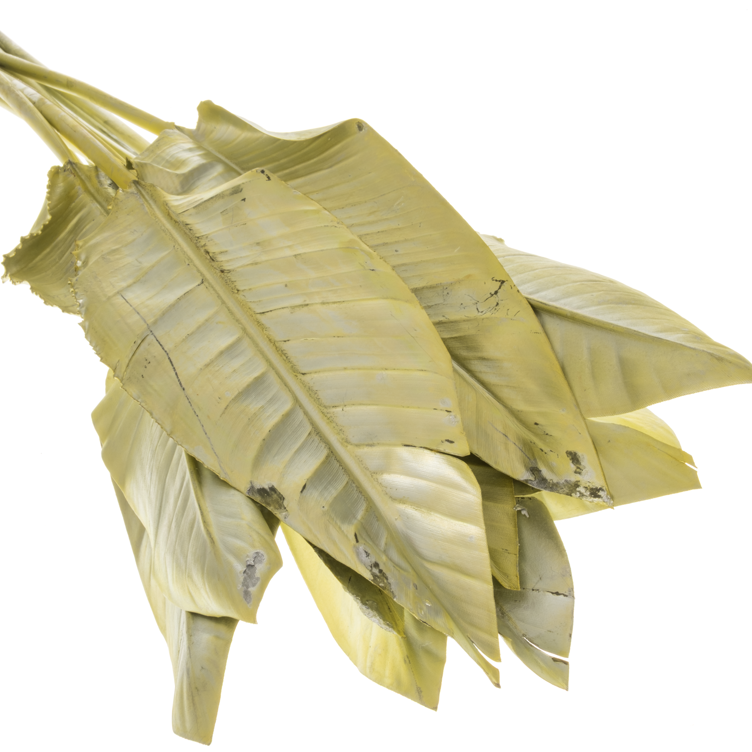 Strelitzia Blatt hell gelb gefärbt 95cm