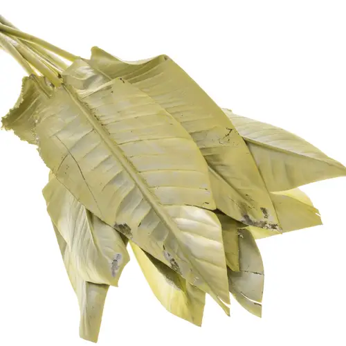 Strelitzia Blatt hell gelb gefärbt 95cm